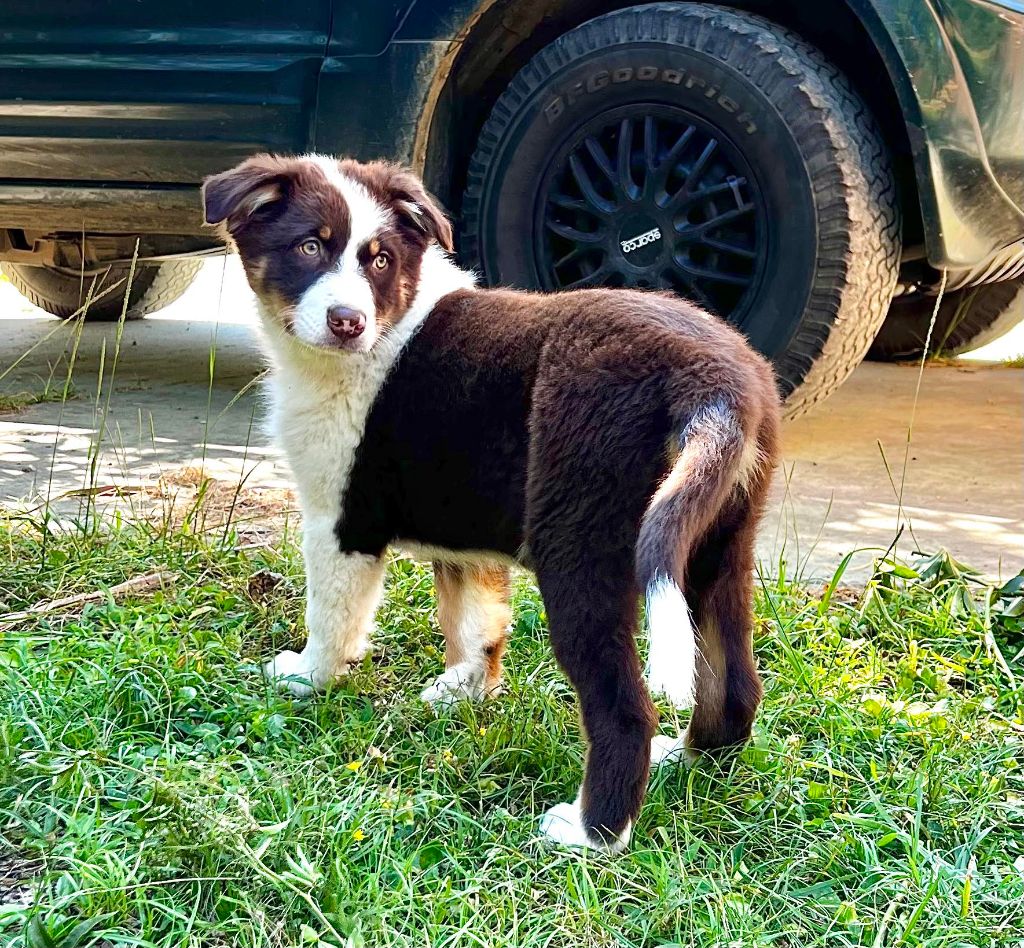 magnifiques chiots LOF 3 mois disponibles